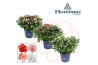 Rhododendron simsii hortinno collectie mix Hortinno® Home gemengd 25 -