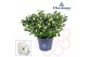 Rhododendron hortinno christine bel Hortinno® Home wit 25 - 27 cm 25 c 