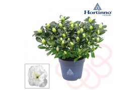 Rhododendron hortinno christine bel Hortinno® Home wit 25 - 27 cm 25 c