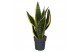 Sansevieria trifasciata futura superba Sansevieria Superba 3pp 35-40cm 
