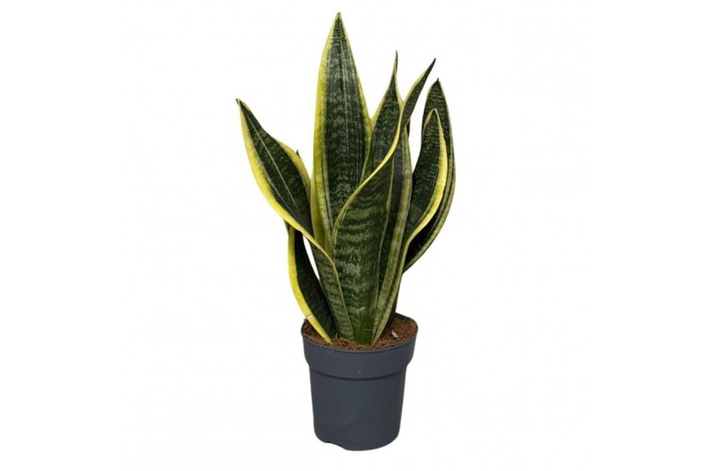 Sansevieria trifasciata futura superba Sansevieria Superba 3pp 35-40cm 