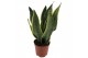 Sansevieria trifasciata futura superba Sansevieria Superba 3pp 35-40cm 