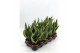 Sansevieria trifasciata futura superba Sansevieria Superba 3pp 35-40cm 
