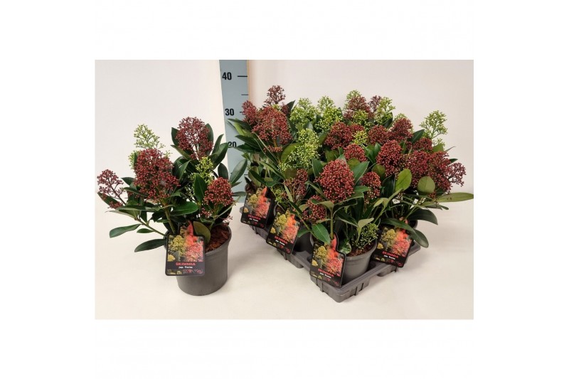 Skimmia japonica finchy Skimmia jap. Twins P15 Rubella/Finchy6 bl. 