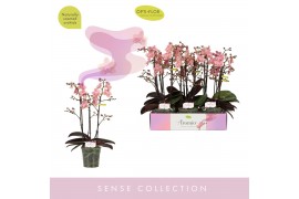 Phalaenopsis multiflora oranje Aromio Sweet 3 spike25 bl. 3 tak/plnt 5