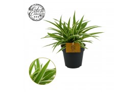 Chlorophytum ocean Chlorophytum Ocean 12cm