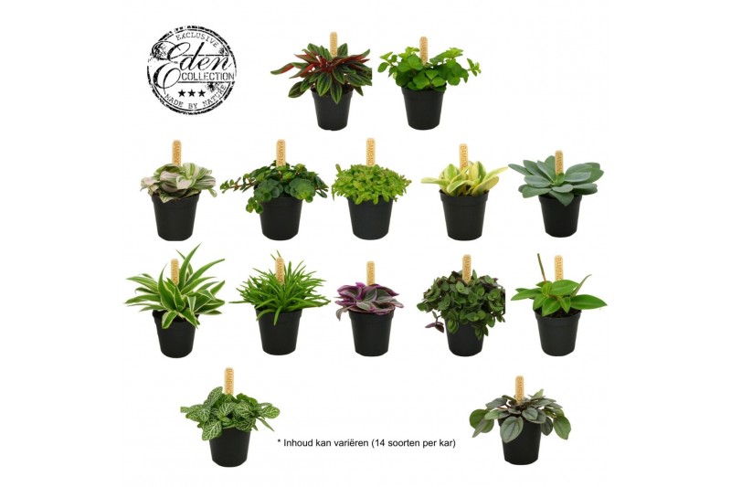 Kamerplanten mixkar mix kar 5,5cm 