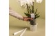 Phalaenopsis multiflora wit Kolibri Orchids Phalaenopsis white 2 spike 
