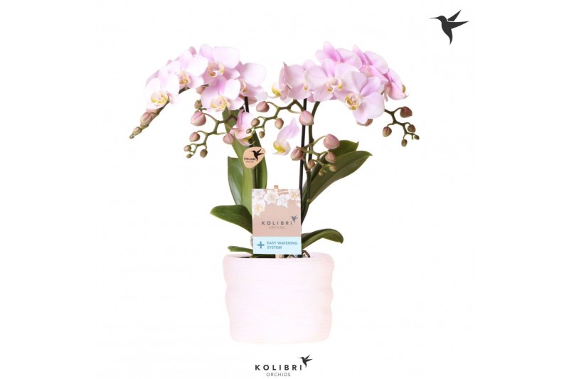 Phalaenopsis multiflora floriclone angel eyes Kolibri Orchids Phalaeno 