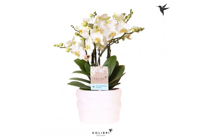 Phalaenopsis multiflora anthura lausanne Kolibri Orchids Phalaenopsis  