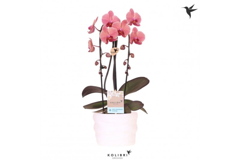 Phalaenopsis elegant cascade Kolibri Orchids Cascade Niagara fall oran 