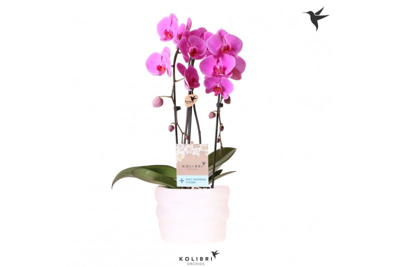 Phalaenopsis elegant cascade Kolibri Orchids Cascade Niagara fall viol 