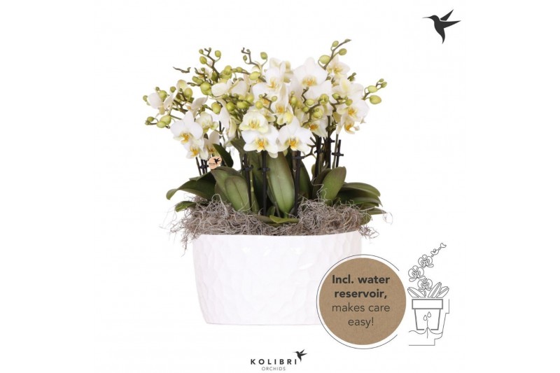 Phalaenopsis multiflora wit Kolibri Orchids Mono Lausanne in Honey dis 