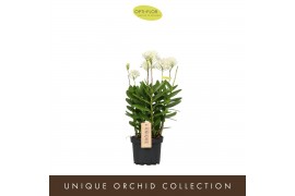 Epidendrum Epidendrum Cuzco 1 tak/plnt 1000 gram