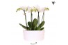 Phalaenopsis multiflora wit Kolibri Orchids Phalaenopsis Mono Bouquet 