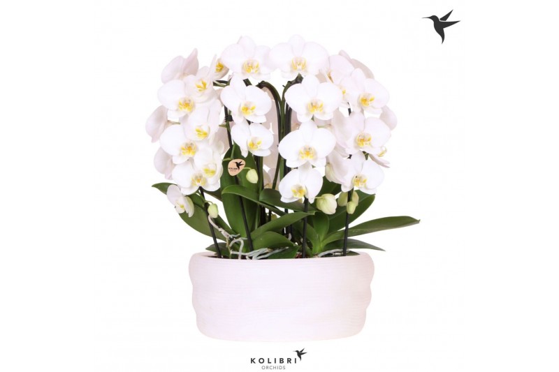 Phalaenopsis elegant cascade Kolibri Orchids Phalaenopsis Mono Bouquet 