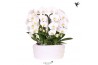 Phalaenopsis elegant cascade Kolibri Orchids Phalaenopsis Mono Bouquet