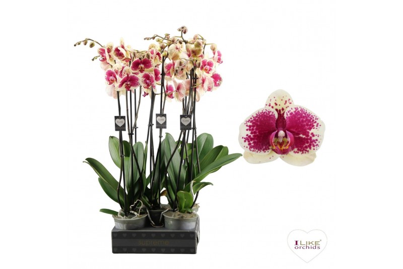 Phalaenopsis geel Phalaenopsis Kahlo - 2 tak 70cm 16 bl. 2 tak/plnt 