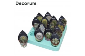 Cactus mix 12 soorten Cactus Mix (14spc.) (decorum) 1 pp