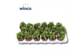 Crassula Crassula Ben