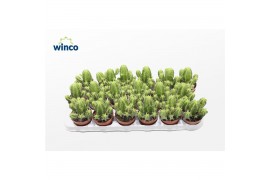 Euphorbia Euphorbia Fructicosa