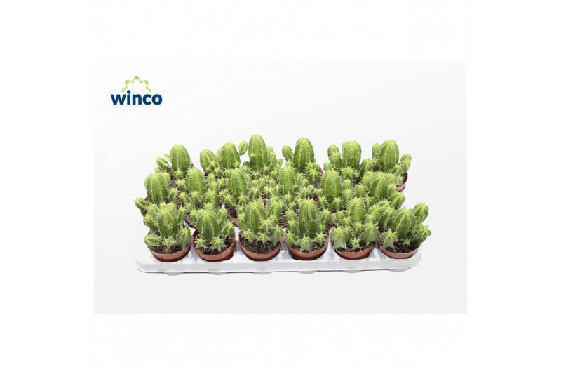 Euphorbia Euphorbia Fructicosa 