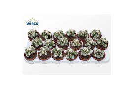 Mammillaria Mammillaria Gracilis (arizona Snowcap)