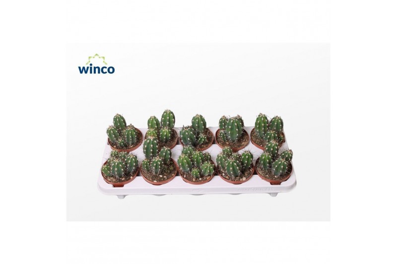 Cactus Stetsonia Coryne 