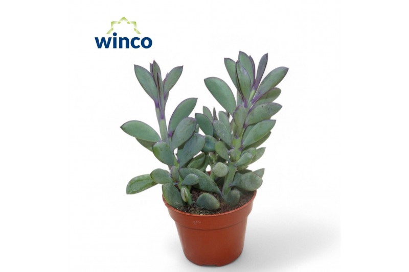 Senecio crassissimus Senecio Crassisimus3 pp 