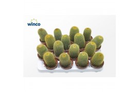 Parodia leninghausii Notocactus Leninghausii1 bl.