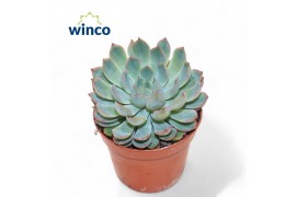 Echeveria Echeveria Pink Edge1 bl.