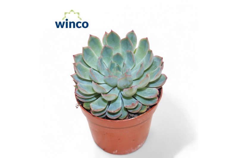 Echeveria Echeveria Pink Edge1 bl. 