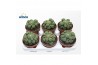 Cactus Matucana Polzii1 pp