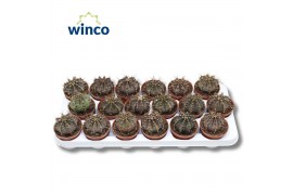 Gymnocalycum mihanovichii Gymnocalycium Friedrichii