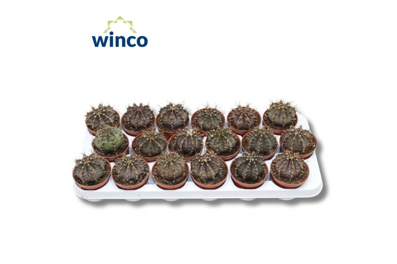 Gymnocalycum mihanovichii Gymnocalycium Friedrichii 