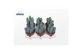 Cactus Myrtillocactus Geometrizans