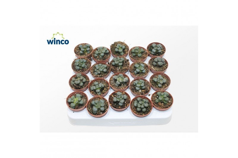 Murraya paniculata Aloinopsis Schoonesii 