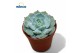 Echeveria Echeveria Derenbergii Blue1 bl. 