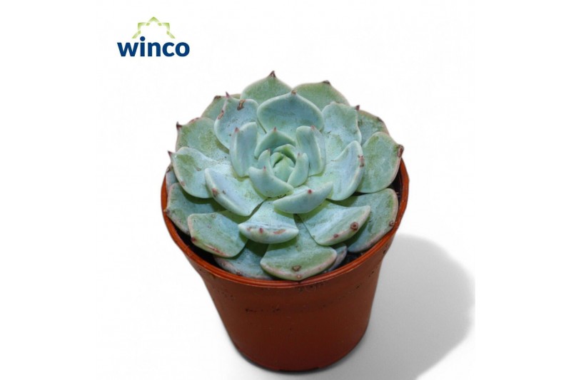 Echeveria Echeveria Derenbergii Blue1 bl. 