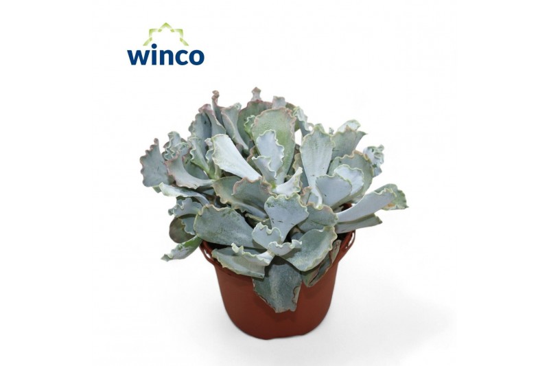 Cotyledon orbiculata var. oblonga Cotyledon Undulata (group) 