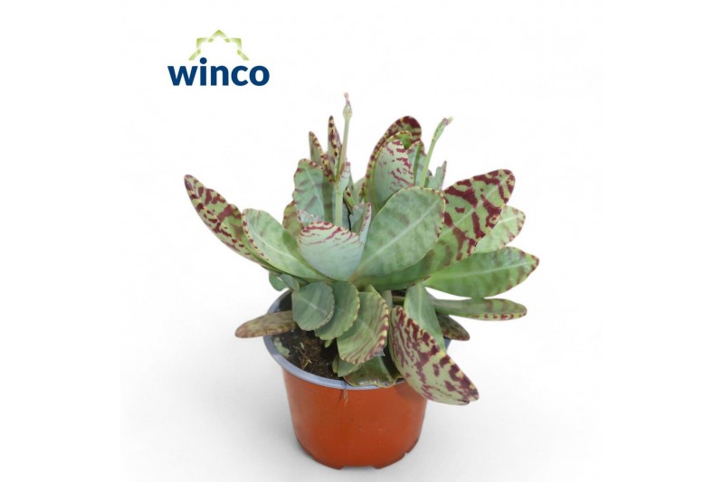 Kalanchoe marmorata Kalanchoe Marmorata (leopard)1 pp 