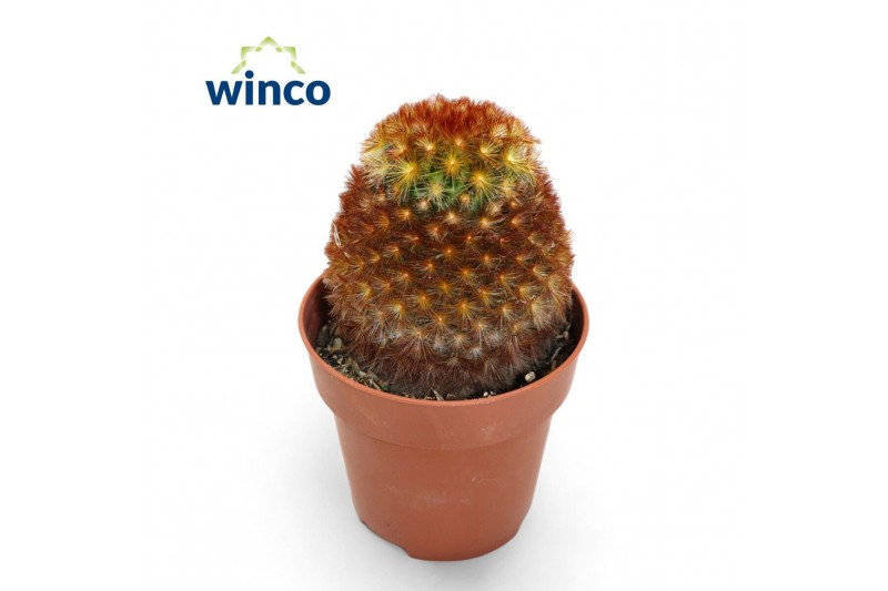 Mammillaria Mammillaria Carmenae Rubrispinus 