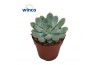 Echeveria Echeveria Morning Dew1 bl.