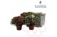 Rhododendron simsii mix Azalea Flandresse® mix tray rood & wit 30 - 32 