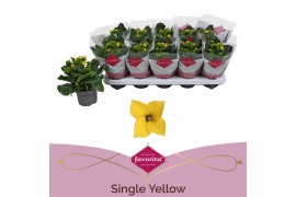 Kalanchoe solana yellow Kalanchoe favorita yellow stadium 11 pp