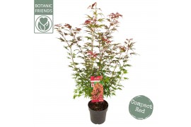 Acer palmatum Acer palm. Shaina