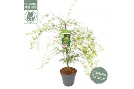 Acer palmatum emerald lace Acer palm. Emerald Lace