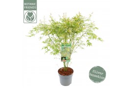 Acer palmatum butterfly Acer palm. Butterfly