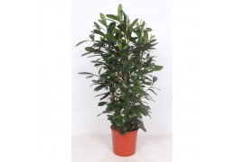 Ficus cyathistipula Ficus Cyathistipula 3pp3 pp