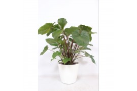 Homalomena rubescens maggy Homalomena Maggy in San Remo "wit"